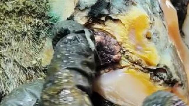 冒泡已经不算什么了，小哥居然从牛蹄里取出来一块肉球！还是只冲洗过的蹄子#解压#修牛蹄