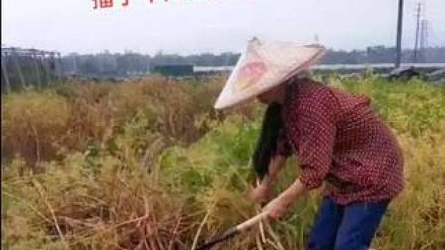 山卡卡里的农村大姐学费了开直播每天收获满满您还在恐播怕播不敢开播开播了不知说什么吗#记录真实生活 #