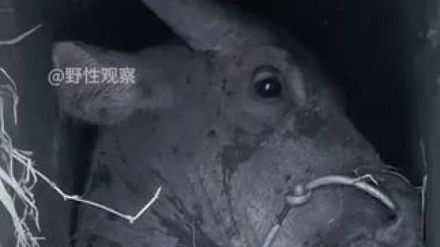 动物的迷惑行为~