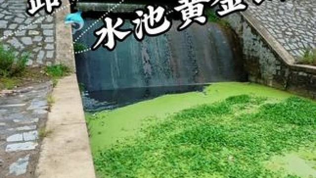 万万没想到这小坑竟有这鱼情 #钓鱼#钓鱼日记#户外钓鱼#老坛甜薯#聚多鱼