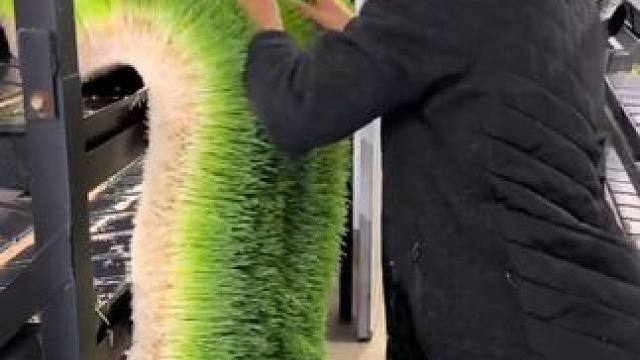 水培麦芽奶牛饲料。 #农村养殖 #助力三农 #奶牛 #饲料