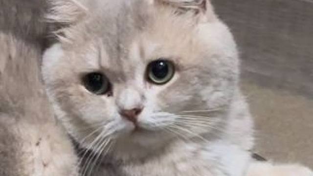 是那种眼神很奇怪的小猫#小猫日记