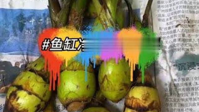 养鱼偷懒不想换水？这个神奇的种球就能帮你实现！#鱼缸净水 #鱼缸造景 #养鱼日常 #茨菇 #水草