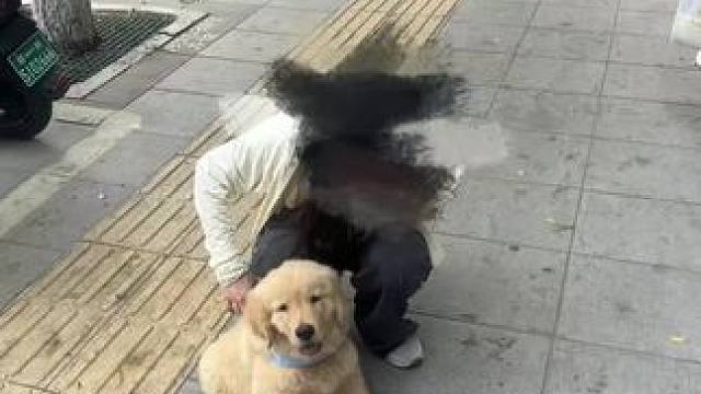 #金毛 #小狗 三个月vs一岁一个多月