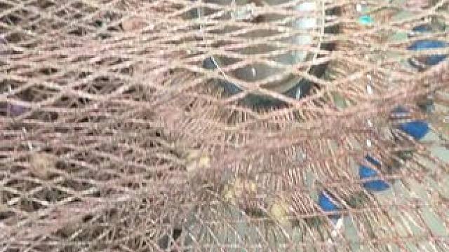 这次真爆护了 真，真金都美这么真