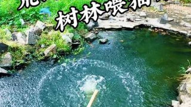 野外树林小猫咪 #钓鱼#钓鱼日记#户外钓鱼#钓鱼人的乐趣只有钓鱼人懂 #野河野钓