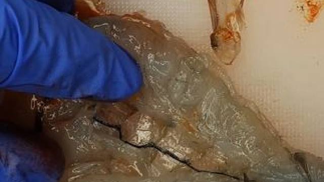 揭秘虾的“生存密码”，小小虾腹线却暗藏玄机 