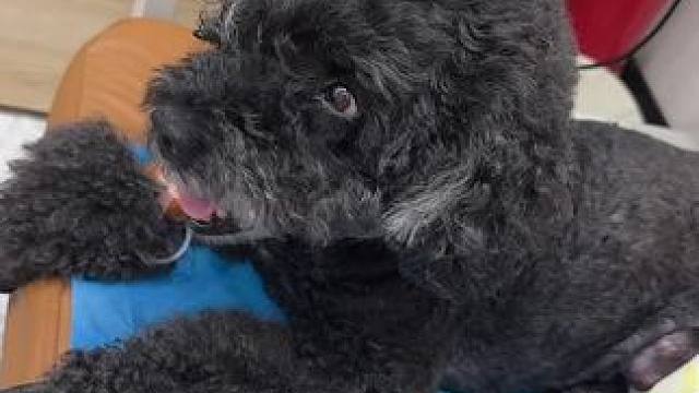 小狗不会说话只会默默的陪伴，突然快要离开了真的有点舍不得，可能这段时间是她最后的时光了，但作为主人我