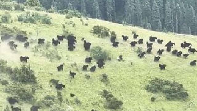 高原上的牦牛下山，场面颇为壮观#大山里的原生态 #原生态自然风景 #雪域高原牦牛 #高原上的神奇动物