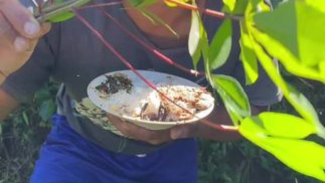 吃新鲜木薯树叶 #我的乡村生活 #新࿆鲜࿆采࿆摘 #原创视频 #农村美食记录生活