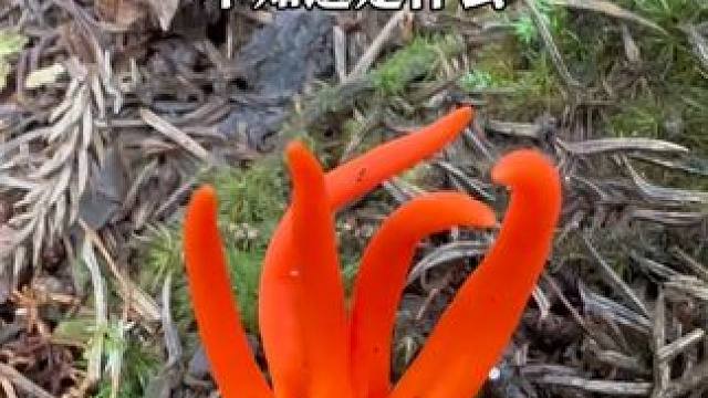 户外徒步偶遇罕见植物，不知道是什么，很漂亮#户外 #不可思议 #惊不惊喜意不意外 #旅行大玩家