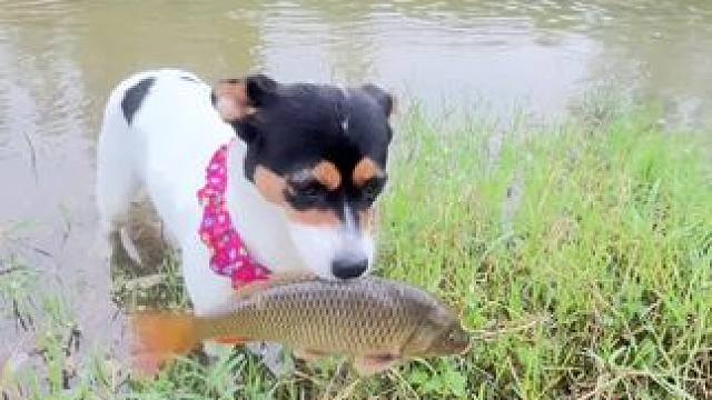 忙里啥样
又下河了找几圈子….. #我家的小土狗 #回村的生活 #儿时记忆 #农村生活