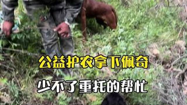 在公益护农中 重托是缺一不可的 在公益护农中 重托是缺一不可的 但往往最容易牺牲的#原创视频 #实战