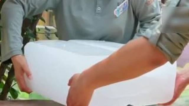 抱冰块吹空调 动物“花样”消暑