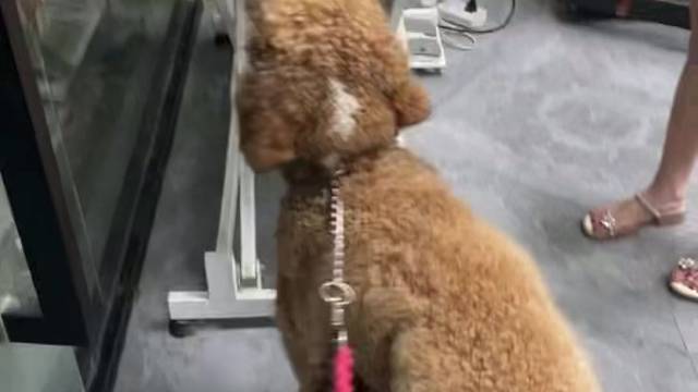 巨贵哆哆品相被妹妹碾压了