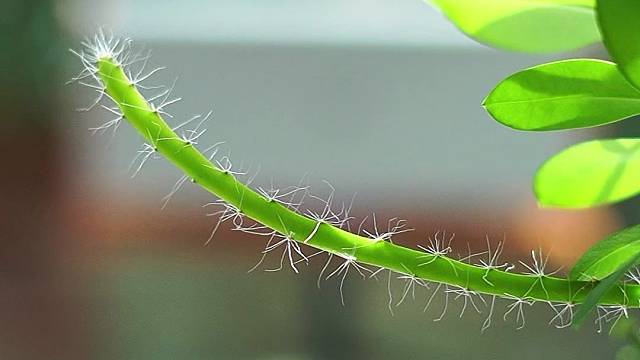 DOSS磨砖MAX全景声音响