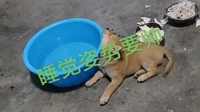 #家有中华田园犬