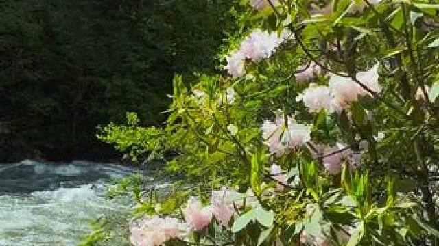 爱这世间，草木皆书。爱这岁月素净如湖。一花一世界，一草一天堂，这里没有喧嚣，只有纯粹的美好！奈何桥上