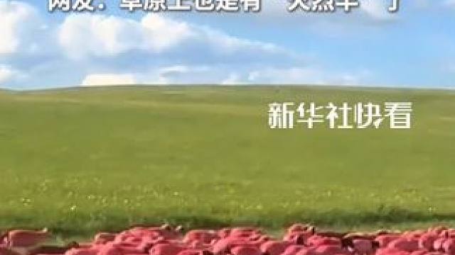 为防止羊群走丢混群，牧民们用染料给羊儿穿上新衣。