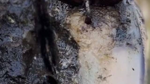 这是我见过扎进牛蹄里最尖锐的钉子了#解压#修牛蹄