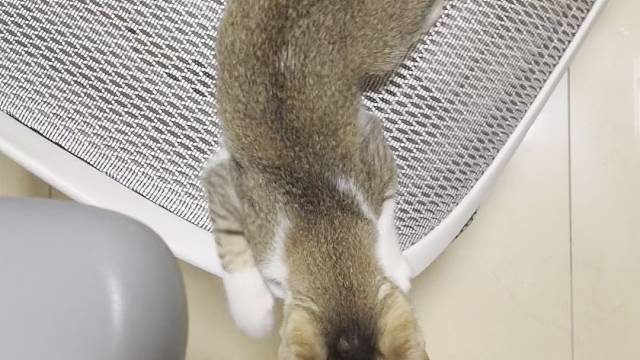 今晚得站着直播了，虾饺占位了