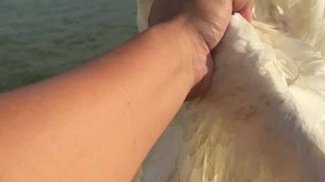 这涡轮增鸭马力够大……