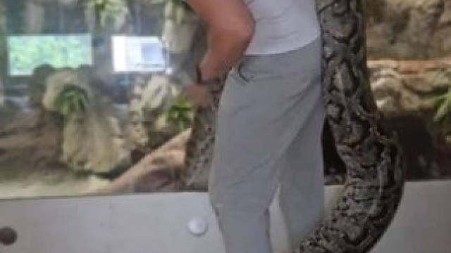 国外小伙的宠物巨蟒 #国外视频分享 #奇妙的动物 #宠物