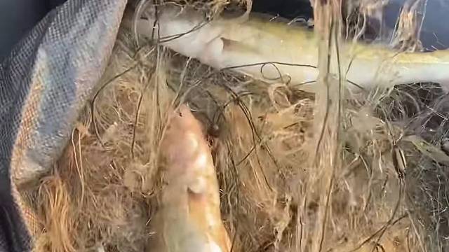 #户外捕鱼大队 #捕鱼河边随拍 #捕捞现场  #丝网捕鱼