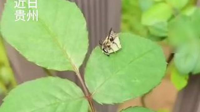 切叶蜂要给宝宝做房子，好心人将自己月季“借出”。好有爱！