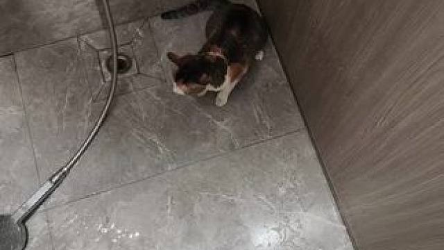 猫：我脏吗？我觉得挺干净（又是洗香香的一天）