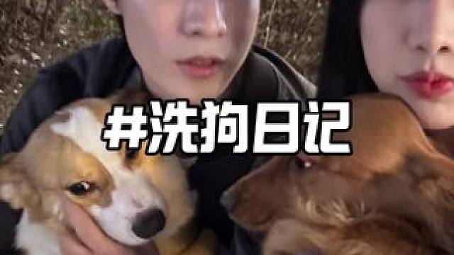 韩国老公洗狗日记 辛巴已经这么大了盆都不够用了#萌宠#皇家柯基粮 #皇家狗粮