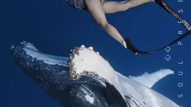 无以言表的潜水人生体验，被鲸鱼主动贴贴的窒息震撼
出镜:心心
拍摄:Bluesoul
#自由潜 #蓝