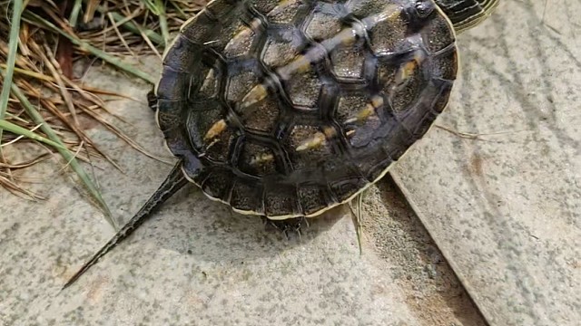 爱它给它自由。