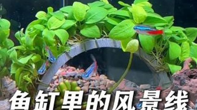 如果鱼缸里只能养一种水草，我肯定会养这个拱桥水榕，造景一流！ #水草造景鱼缸 #鱼缸水草 #水榕水草