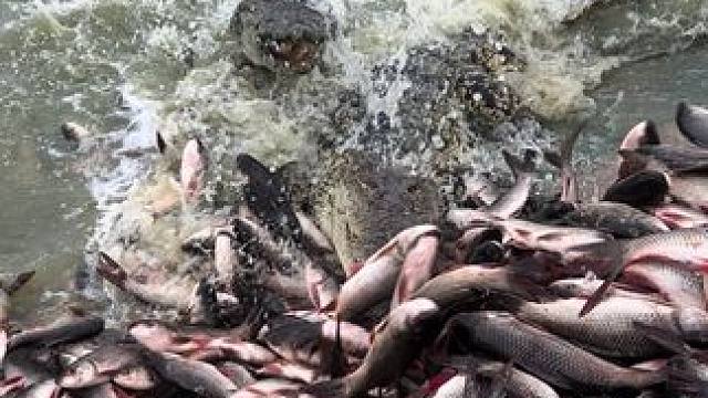 喂大鱼特别凶的那种#非专业人士请勿模仿