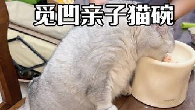 这是我最喜欢的一套亲子猫碗了 #养猫人 #记录猫咪日常 #治愈猫咪 #觅凹 #猫碗