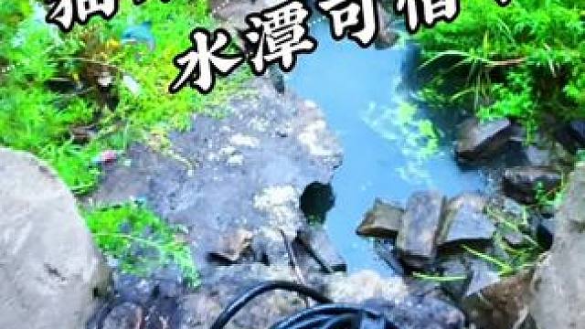 可惜了这个小水潭 #抽水#抓鱼#户外抽水