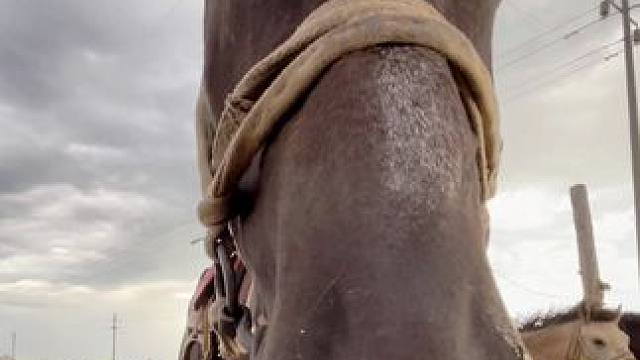 马头头喜欢吃牛肉干！ #牛肉干 #马 #草原