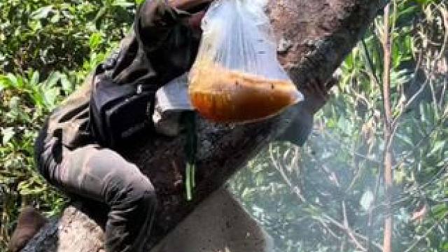 爬上大树采集野生蜂蜜 #国外视频分享 #蜜蜂 #蜂蜜