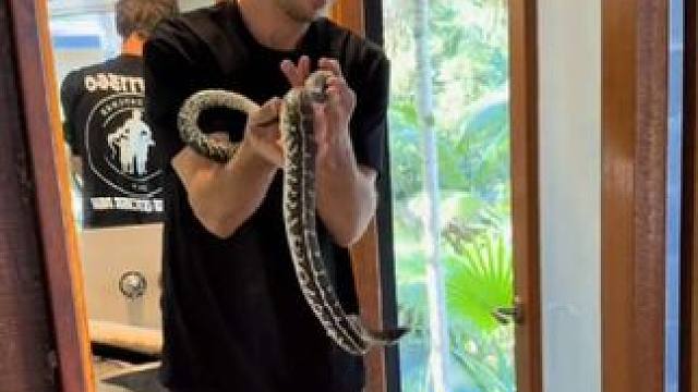 专业人士上门清理地毯蟒 #国外视频分享 #专业操作请勿模仿 #野生动