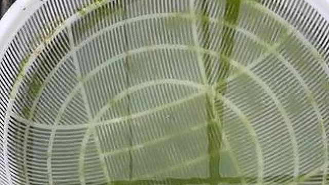 今天来教你们一招，其他大渔场不告诉你们的观背青鳉分苗诀窍，如何快速给观背青鳉鱼苗分大小#观背青鳉 #