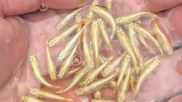 又挑了20对金龙种鱼繁殖组，雨天光照不好，确实没有阳光下好看，还能繁殖两个月，加油#观背青鳉 #水产