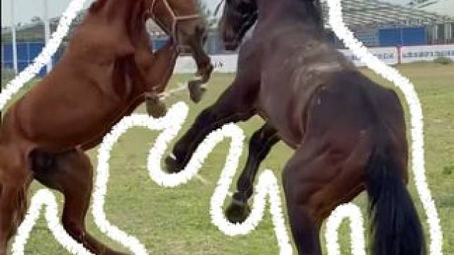 被捆起来的马没有一个是无辜的 #动物世界 #马 #娱乐评论大赏