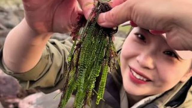 发现一个海滩海螺泛滥 天价海葡萄更是直接放题自助餐 #海外生活#海鲜自助#奈丝公主#打野女王