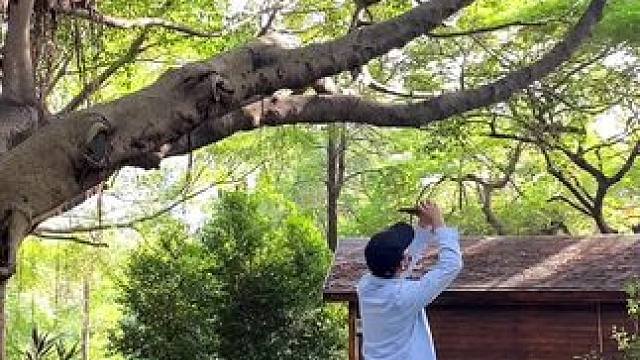 惆怅的枫叶，拍过我的肩。大树下试试这样运镜拍摄。#手机摄影 #拍摄技巧 #秋天 #落叶 #随拍