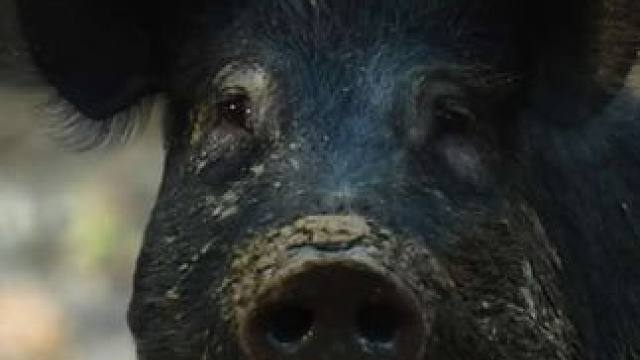 小伙用复合弓狩猎大野猪 #国外合法狩猎 #野生动物零距离 #野猪泛滥