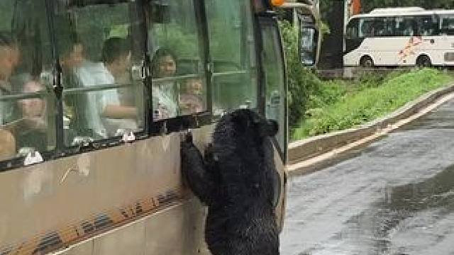 下雨也阻挡不了 我们来哈哈#动物世界里的快乐童年