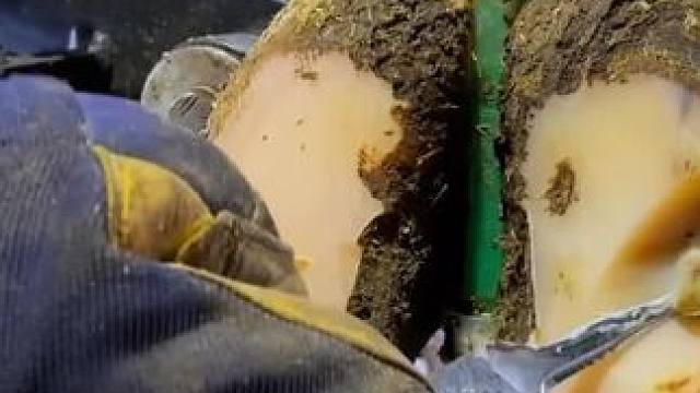 被送来紧急修理的牛牛到底有多严重#解压#修牛蹄