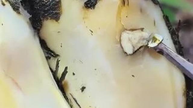 牛蹄卡进了牙齿里，问题还远不止如此#解压#修牛蹄