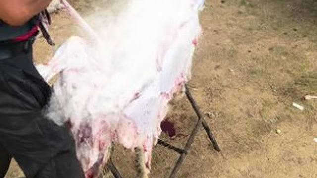 杀牛宰羊今日不播